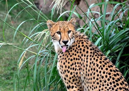 شاهد ماذا فعلت سامسونغ بالحيوانات