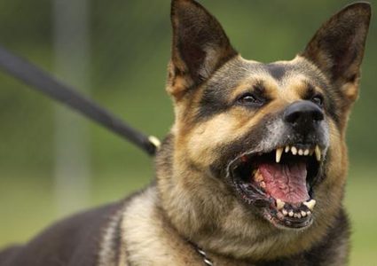 إنقاذ طفلة من كلب كاد يفترسها