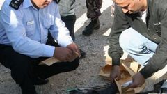 "الوقائي" يحبط إنشاء مستنبت لزراعة القنب الهندي المخدر