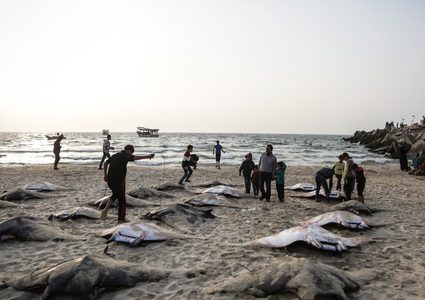 بعد منع الصيد: سمك الوطواط يجتاح شواطئ غزة (صور)