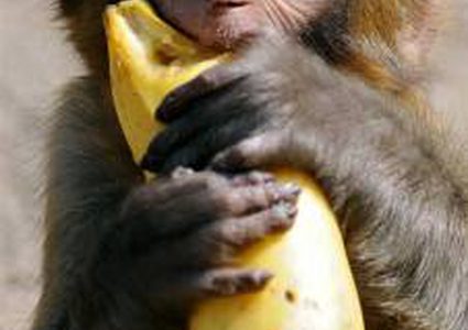 لماذا تحب القرود أكل الموز؟
