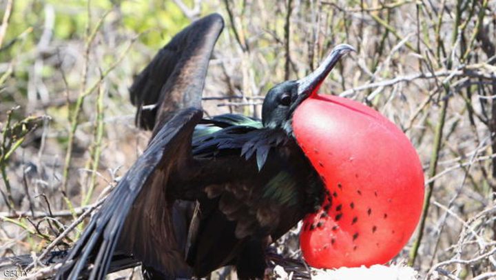 طائر ينام خلال التحليق ولا يقع !