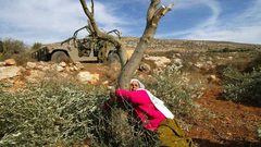 جرافات الاحتلال تقتلع 18 شجرة بدير بلوط