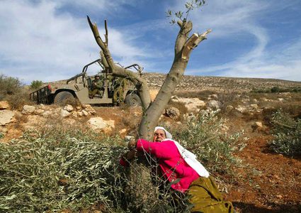 جرافات الاحتلال تقتلع 18 شجرة بدير بلوط