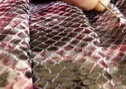 هذا ما فعلوه بجلد السمك