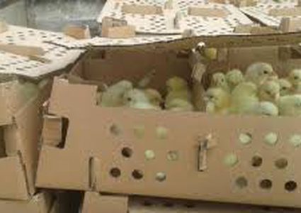 ضبط 7000 صوص مهربة في سلفيت