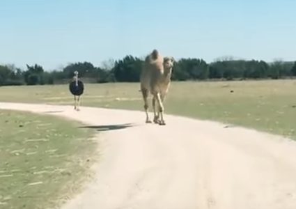 جمل يهاجم فتاة بحثا عن الطعام "فيديو"