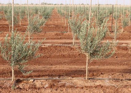 "الزراعة العضوية" جودة لا تضاهى