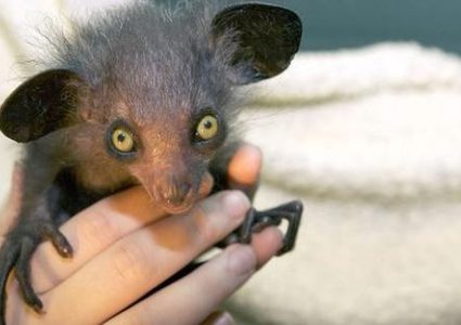 حيوان "سوء الحظ"