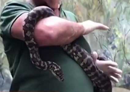 زواحف مدمنة في أستراليا والبدء بعلاجها