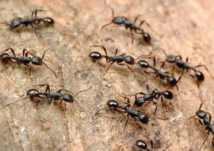 باحثون يكتشفون اسرار تحركات النمل