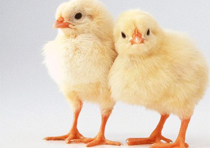 ضبط 6800 صوص مهرب من إسرائيل