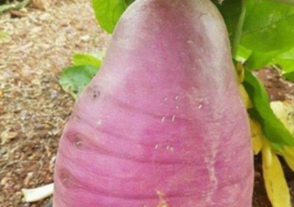 حبة لفت تزن أكثر من 7 كغم