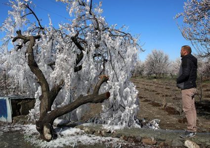 صاحب شجرة حاول حمايتها فقتلها