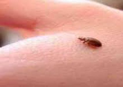 هذه الحشرات تختبئ في فراشك..احذر منها