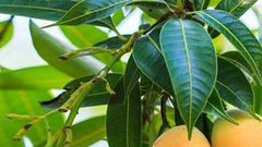 أوراق المانغو ...فوائد لا تصدق!