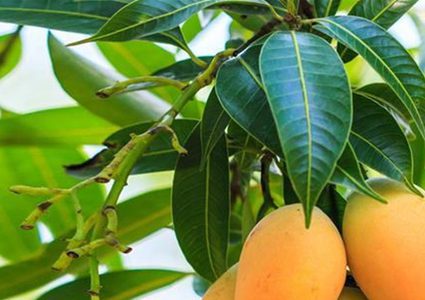 أوراق المانغو ...فوائد لا تصدق!