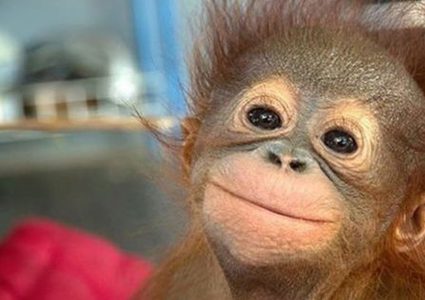 قرد مدمن للمخدرات في الكويت