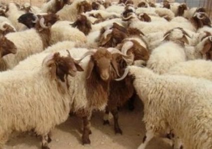 ابو اللبن: 16300 راس من الاغنام دخلت الضفة