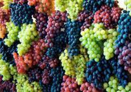 العنب... فوائد صحيّة متعددة