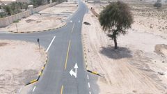 تحويل طريق في الإمارات بسب شجرة معمرة