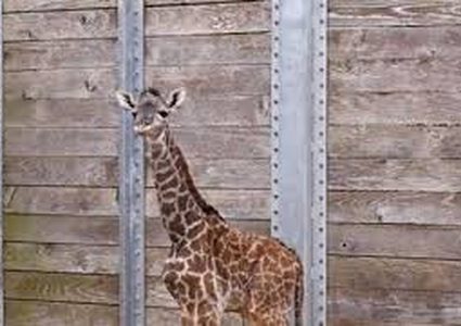 "زرافة  فيسبوك"  أصبحت تدر أموالا طائلة لحديقتها