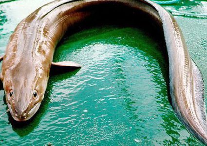 أسماك "الفم السام" تصل إلى إيلات