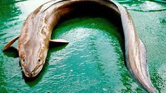 أسماك "الفم السام" تصل إلى إيلات