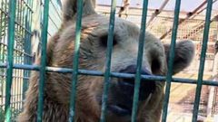 رغم "حادثة الدب".. التراجع عن قرار إغلاق الحديقة