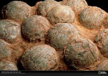 العثور على "بيض ديناصور "