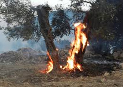 مستوطنون يحرقون أشجار زيتون في بلدة بورين