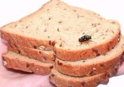لهذه الأسباب عليكَ بالتخلص من طعامك إذا لمسه الذباب