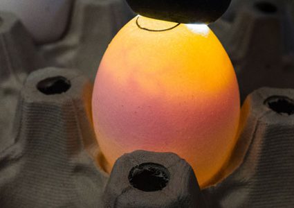 باحثون يقتربون من تحديد جنس بيضة الدجاجة