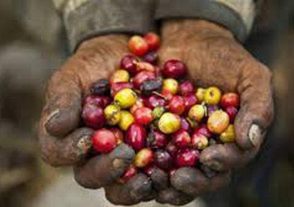 تقنية جديدة لصناعة البن قد تحرم الملايين من عملهم