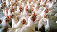 ضبط 4 أطنان من الدجاج المهرب من إسرائيل