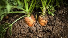 مهمة الجيش الاسرائيلي القادمة "الجزر"