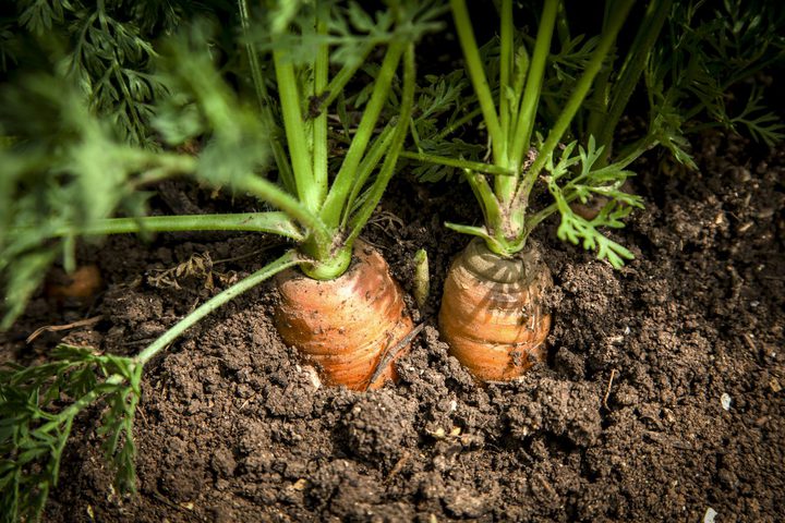 مهمة الجيش الاسرائيلي القادمة "الجزر"
