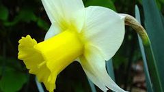 جميلة وخلابة..لكنها قاتلة فاحذروها