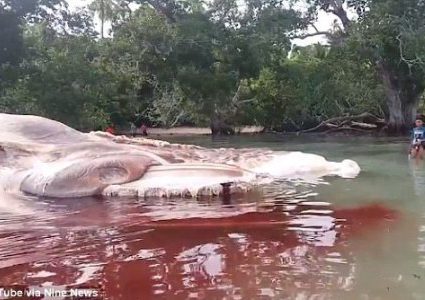 العثور على كائن بحري ضخم