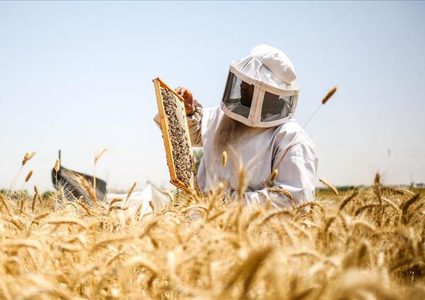 غزة تفقد نصف إنتاجها من العسل