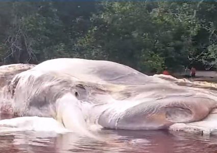 حل لغز الكائن العملاق في أندونيسيا