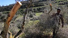 الاحتلال يقتلع أشتال زيتون شرق طوباس