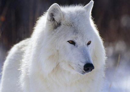 10 آلاف دولار للكشف عن قاتل ذئب أبيض