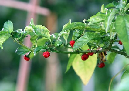 "نفحة التنين".. الفلفل القاتل