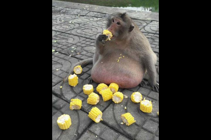 رجيم قاسي للقرد السمين