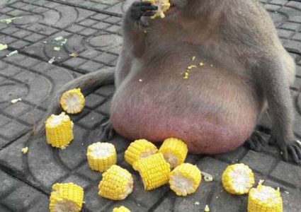 رجيم قاسي للقرد السمين