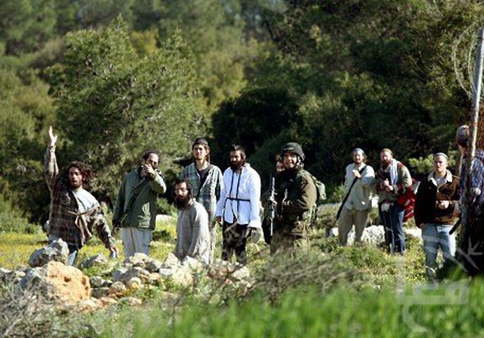 مستوطنون يبيدون مئات الأشتال جنوب بيت لحم
