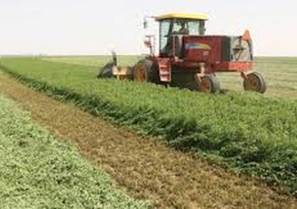 عودة النشاط الزراعي في قطاع غزة