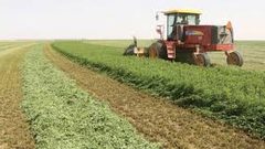 عودة النشاط الزراعي في قطاع غزة