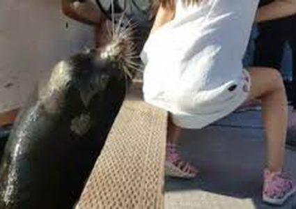 طفلة أسيوية تنجو بعد أن إختطفها أسد بحر